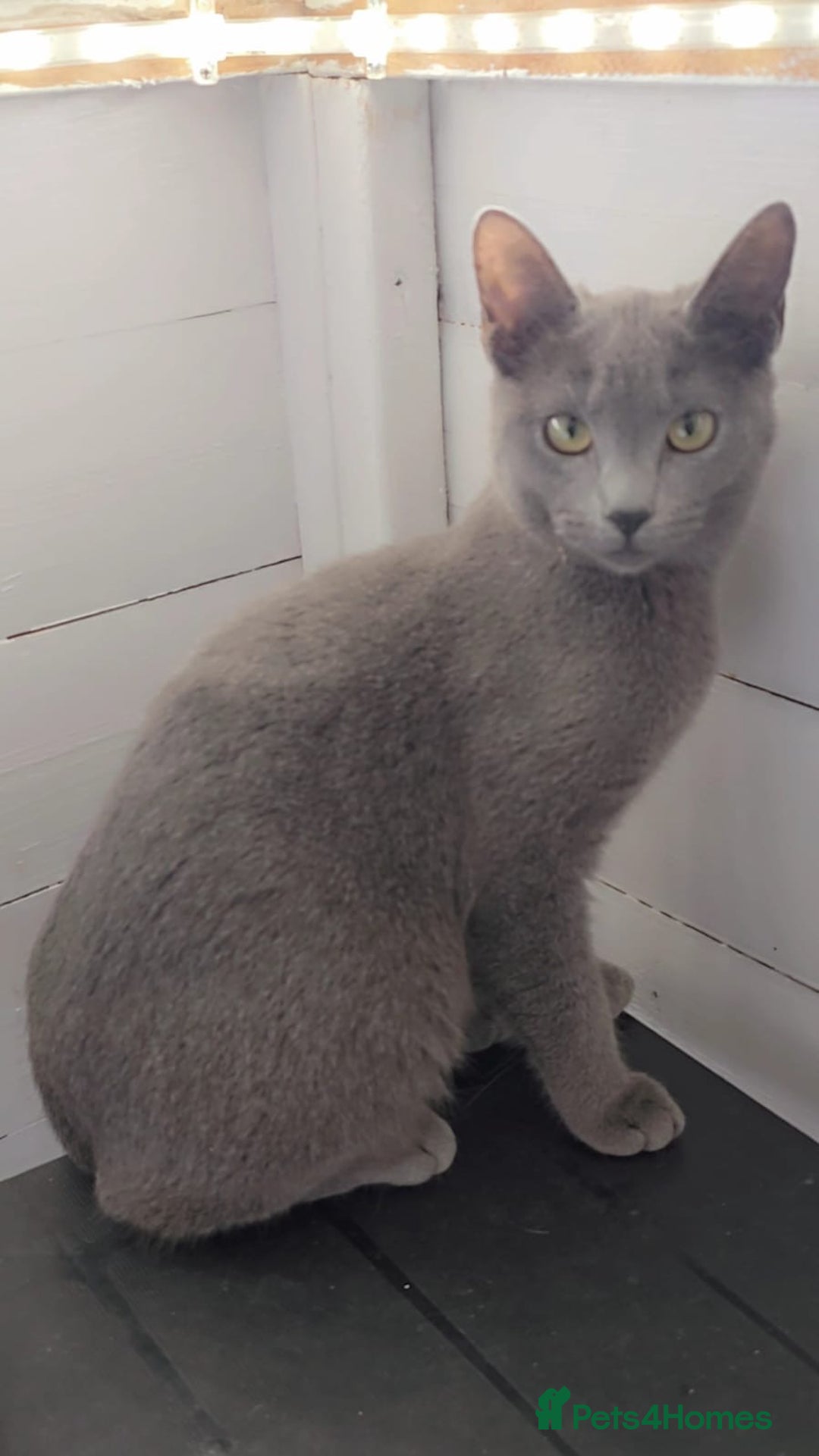 Russian Blue cats for sale: Full pedigree Russian blue kitten READ DESCRIPTION in Bradford - Image 6