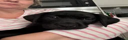 Labrador Retriever dogs for sale: Beautiful KC Black Labrador Puppies  - Advert 8