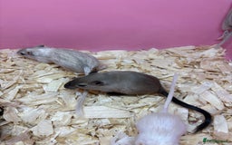 Gerbil rodents for sale: Baby gerbils ready now  - Image 4