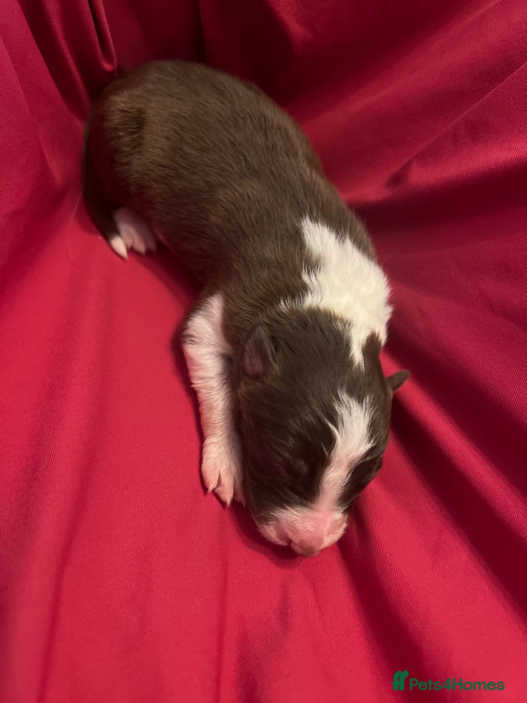Border Collie dogs for sale: **🐾 Adorable Border Collie Puppies for Sale! 🐾** - Image 14