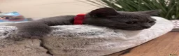 Scottish Fold cats for sale: Scottish Fold - Advert 3