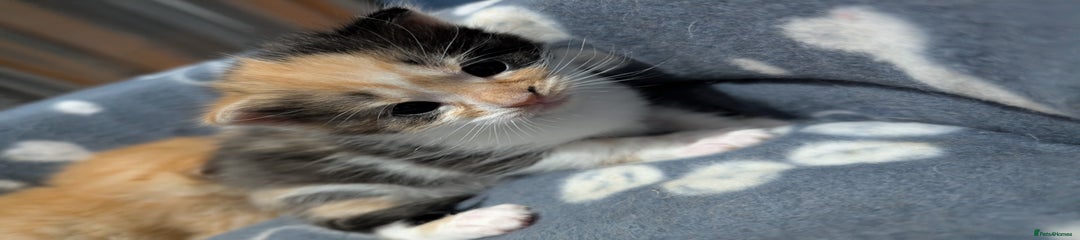Mixed Breed Kitten 2