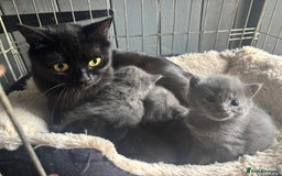 Mixed Breed cats for sale: Grey &Black mixed breed kittens  - Image 9