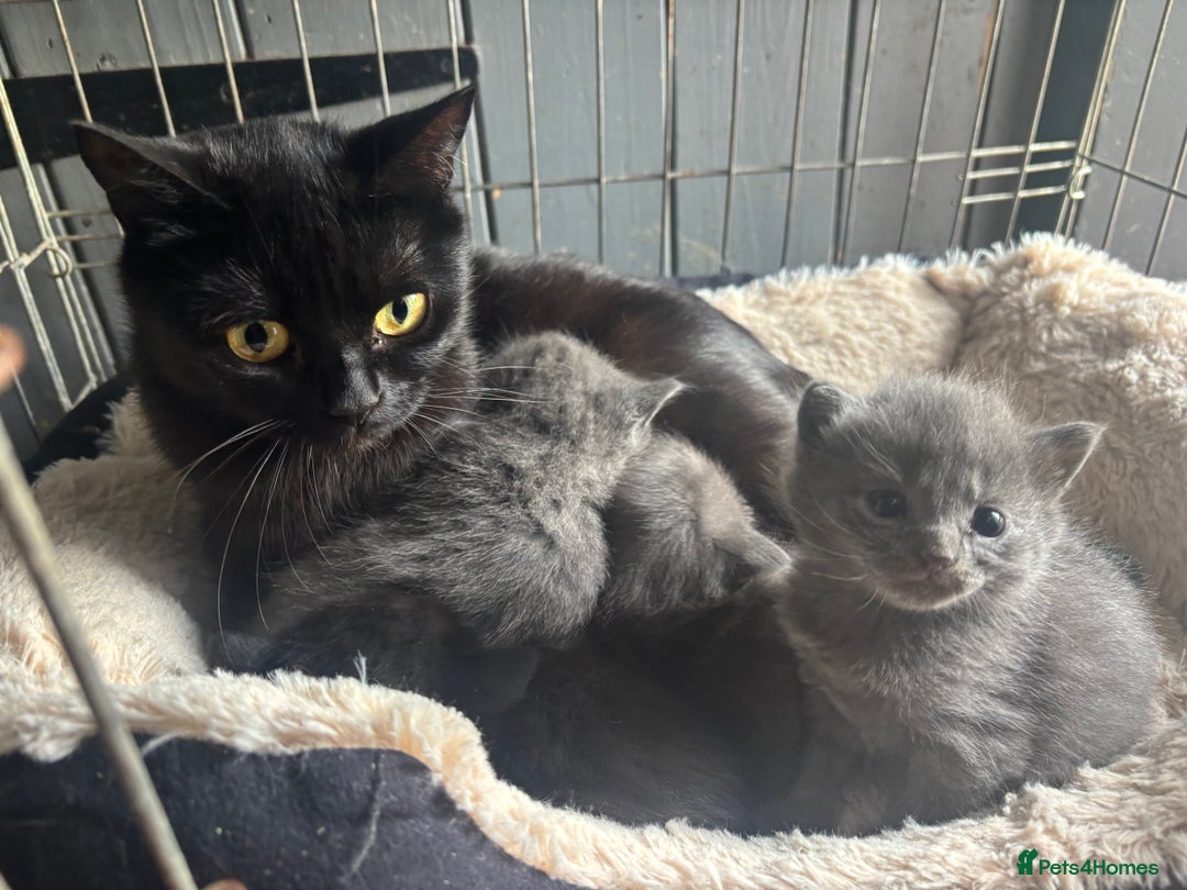 Mixed Breed cats for sale: Grey &Black mixed breed kittens  - Image 9