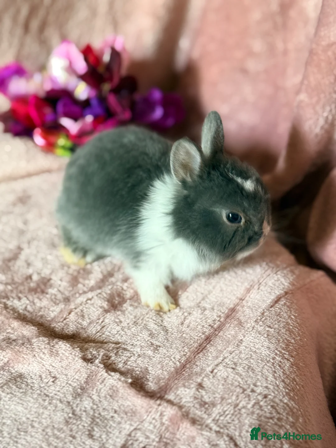 Netherland Dwarf rabbits for sale: Beautiful Neverland Dwarf Pure Breeds in Yeovil - Advert 1
