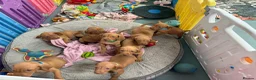 Hungarian Vizsla dogs for sale: Beautiful Kc registered litter available  - Advert 5