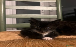 Mixed Breed cats for sale: Bengal Mix- Ready! 4/6 left  - Image 9