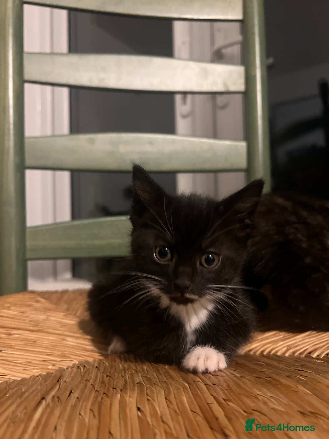 Mixed Breed cats for sale: Bengal Mix- Ready! 4/6 left  - Image 9