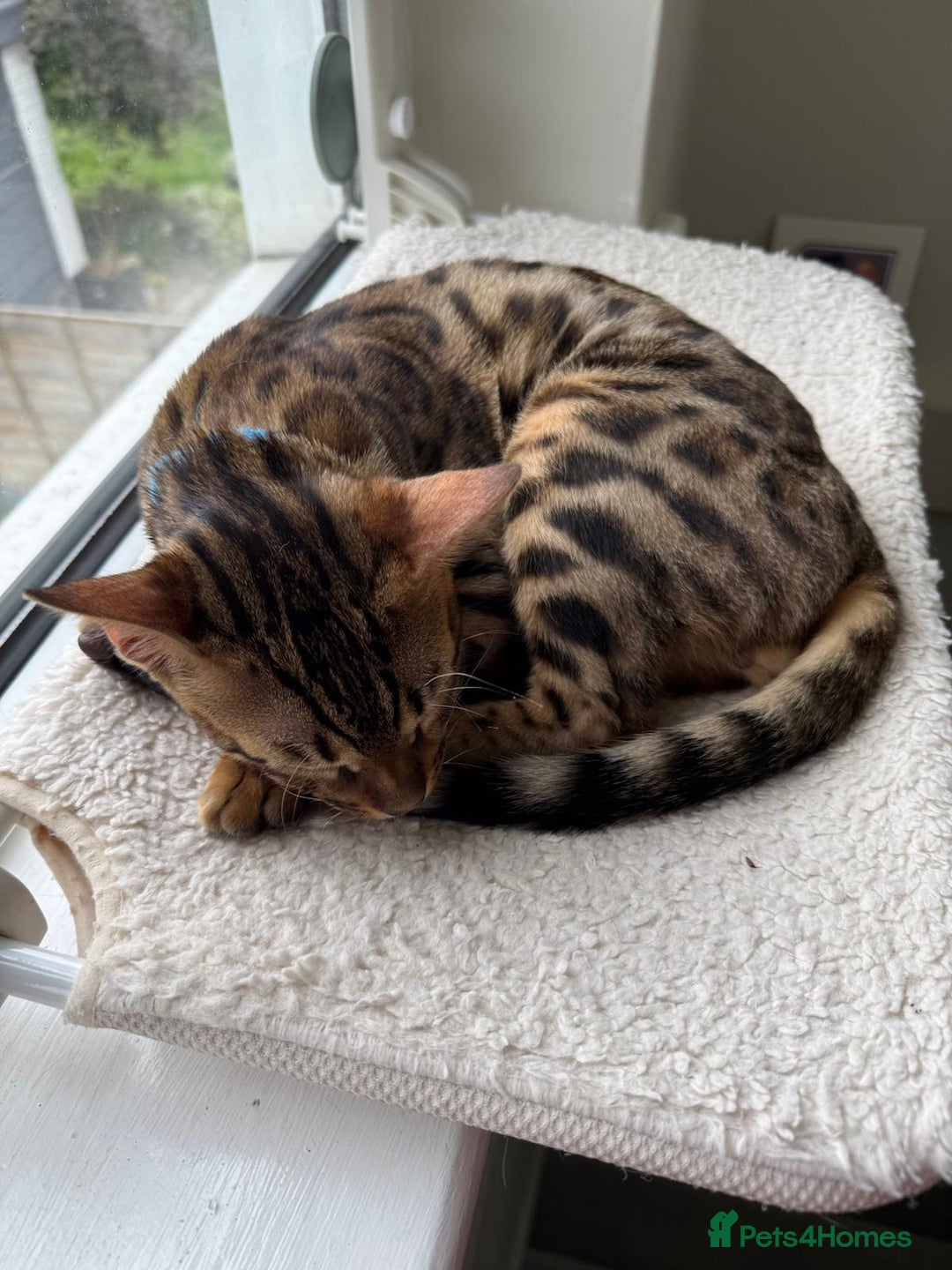 Savannah cats for sale: Savannah x Bengal - Image 7