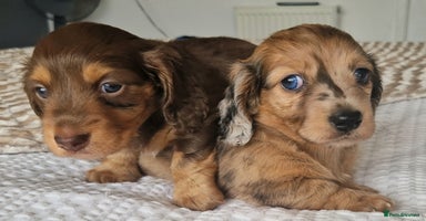 Miniature Dachshund dogs - Advert 8
