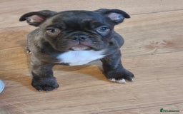 French Bulldog dogs for sale: Fench bulldogs  - Image 4