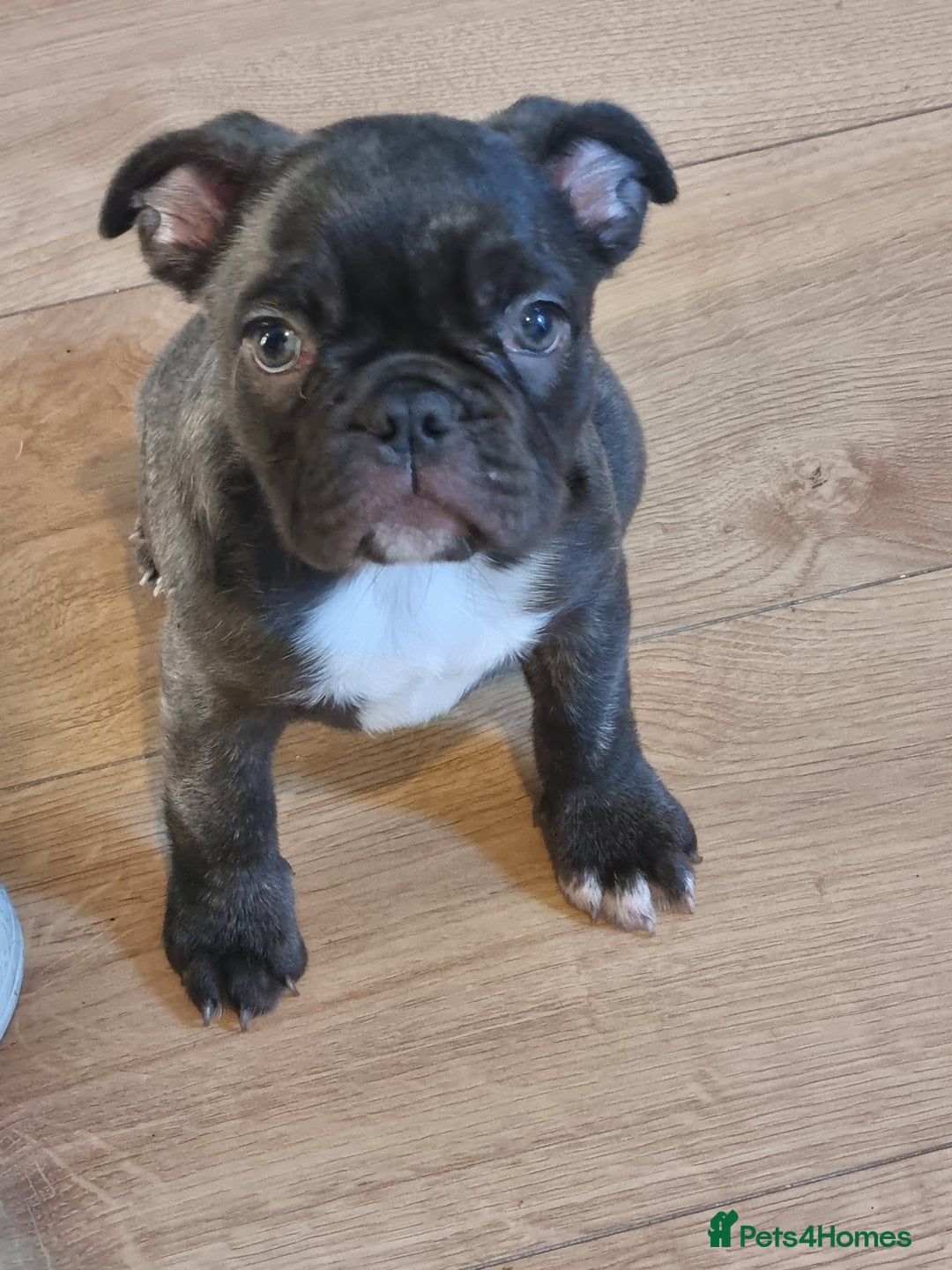 French Bulldog dogs for sale: Fench bulldogs  - Image 4