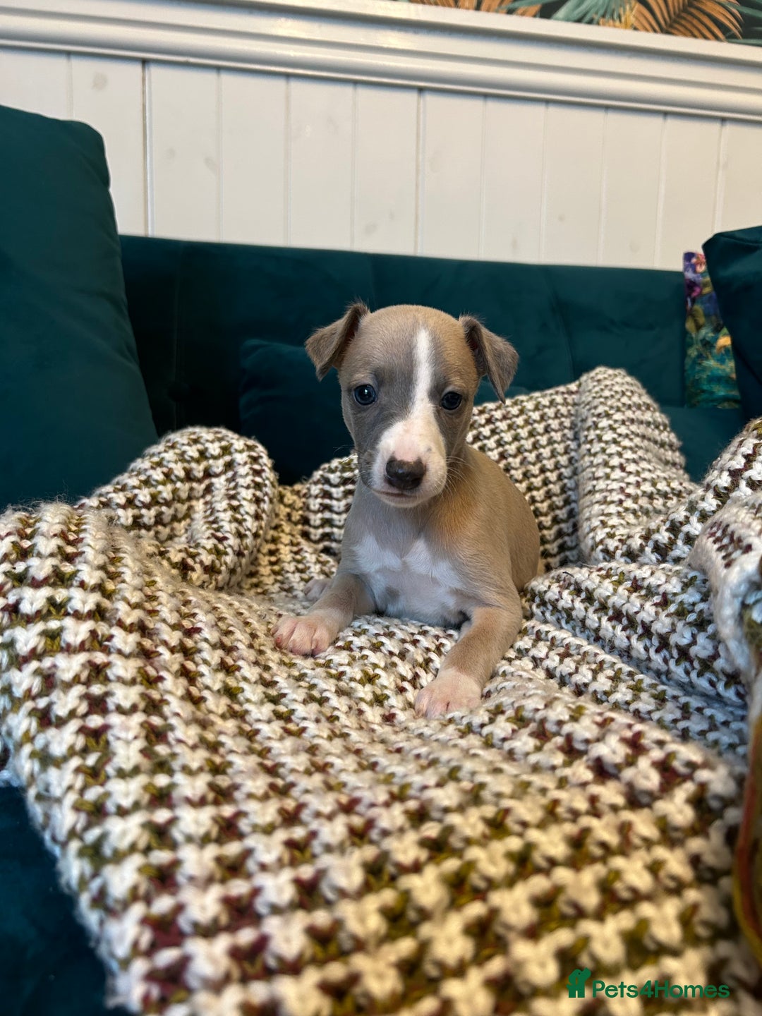 Whippet dogs for sale: Two male and one female Beautiful pure bred pups  - Advert 10