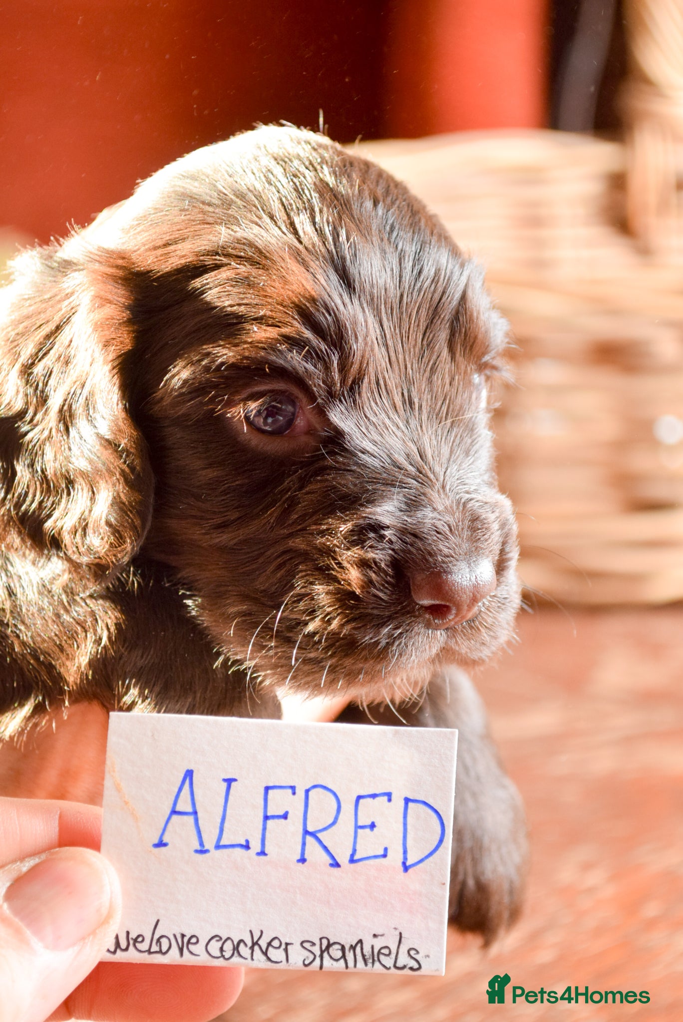Cocker Spaniel dogs Health tested family bred KC Cocker Spaniel pups - Advert 5