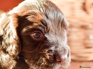 Cocker Spaniel dogs Health tested family bred KC Cocker Spaniel pups - Advert 5