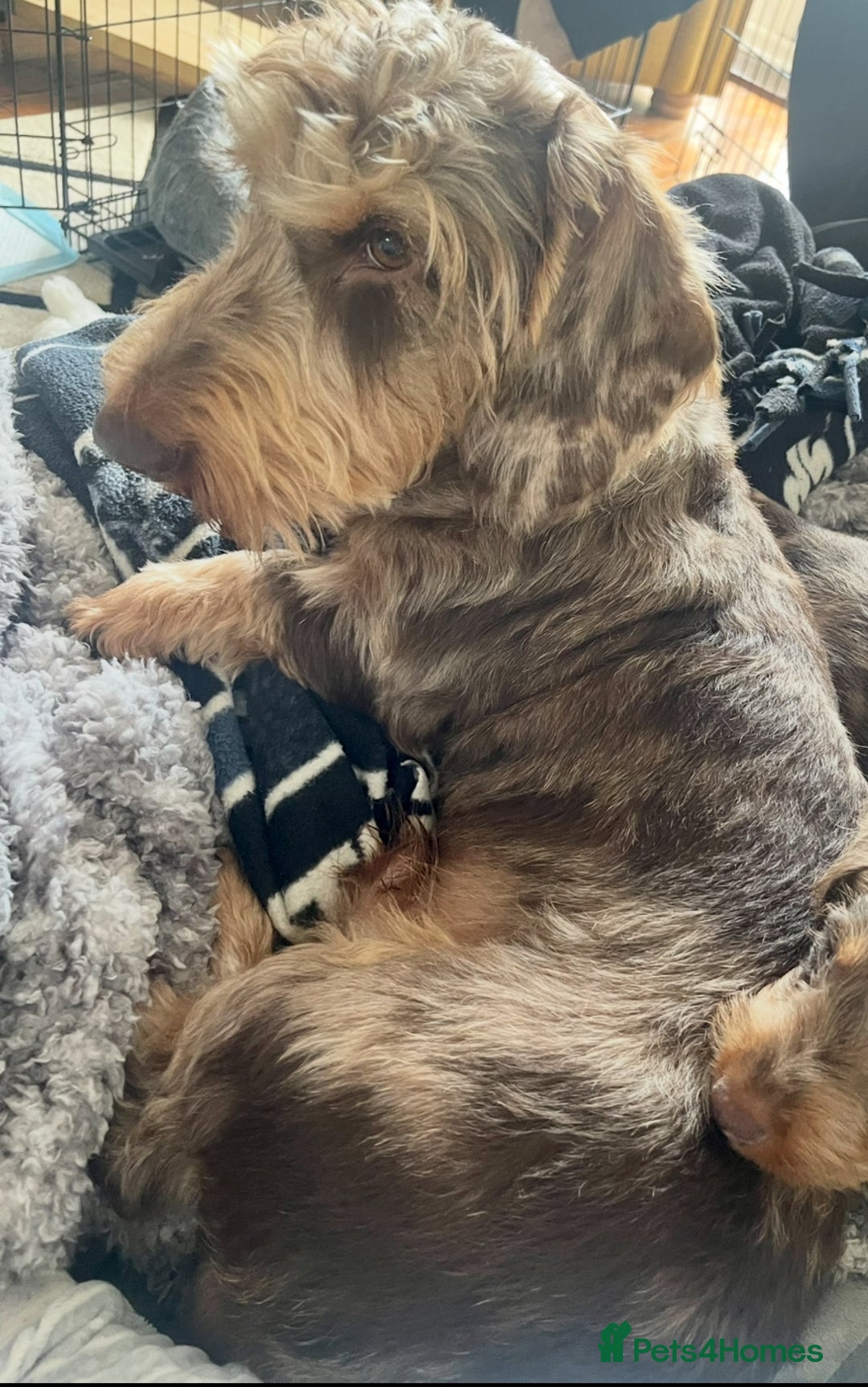 Dachshund dogs for sale: Fully dna health tested wire hair dachshund pups - Image 24