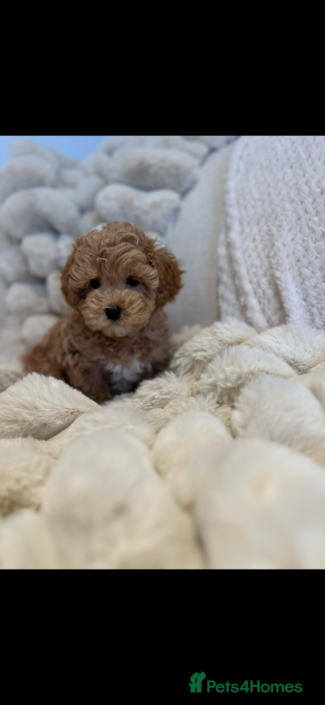 Maltipoo dogs for sale: Gorgeous F1 Maltipoo boy  - Image 4