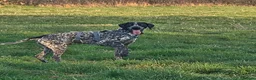 German Shorthaired Pointer dogs for stud: Murphy McDonald in Newport - Advert 6