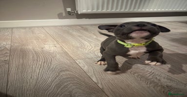 Staffordshire Bull Terrier dogs - Advert 1