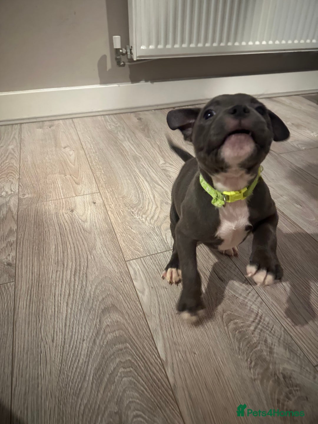 Staffordshire Bull Terrier dogs for sale: Blue staffordshire bull terriors - Image 2