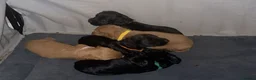 Cocker Spaniel dogs for sale: KC working cocker spaniel puppies! - Advert 16