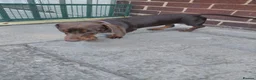 Dachshund dogs for sale: Chocolate dachshund puppy for sale in London - Advert 10
