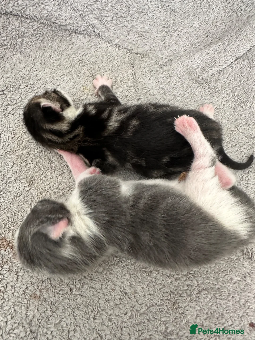 British Longhair cats for sale: Kittens 💙💕 - Advert 15