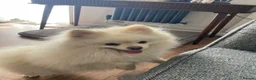 Pomeranian dogs for sale: URGENT SALE STUNNING POM BEAR BOY 21 months old in Winsford - Advert 1