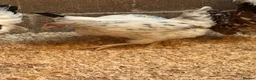 Chickens poultry for sale: Coloured hybrids  - Advert 4