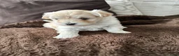 Mixed Breed dogs for sale: 2 gorgeous Maltipoo girls  in Brechin - Advert 2