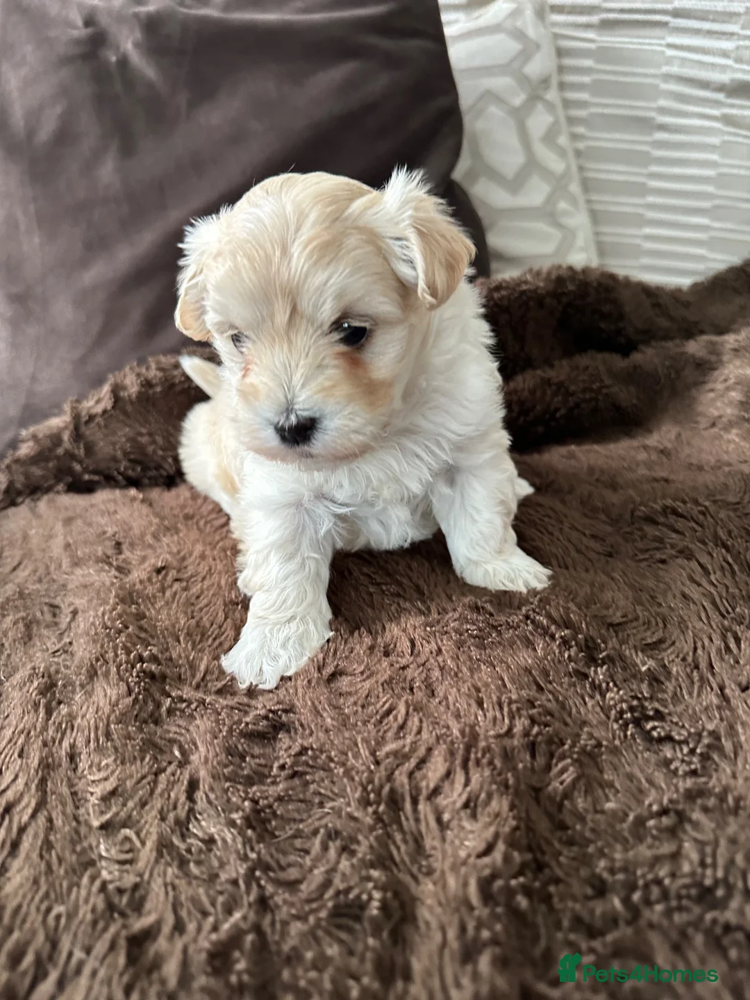 Mixed Breed dogs for sale: 2 gorgeous Maltipoo girls  in Brechin - Advert 2