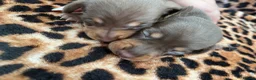 Miniature Dachshund dogs for sale: Beautiful litter of chocolate dachshunds  - Advert 12