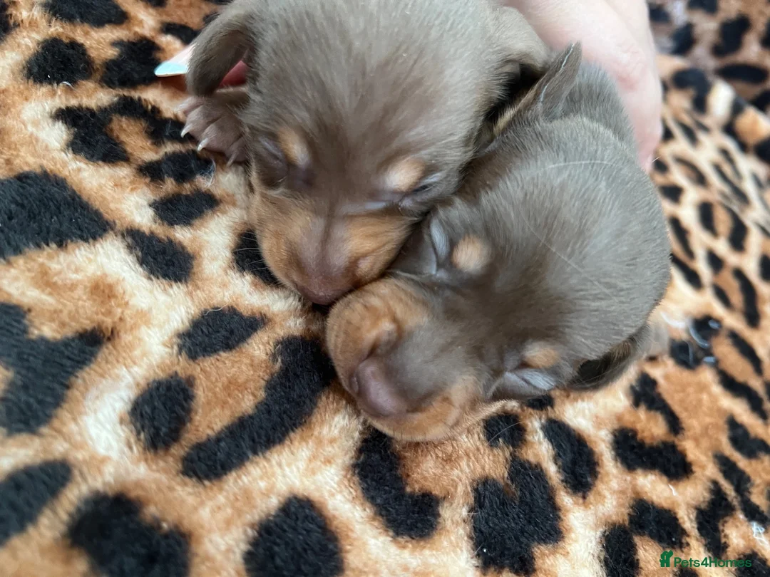 Miniature Dachshund dogs for sale: Beautiful litter of chocolate dachshunds  - Advert 12