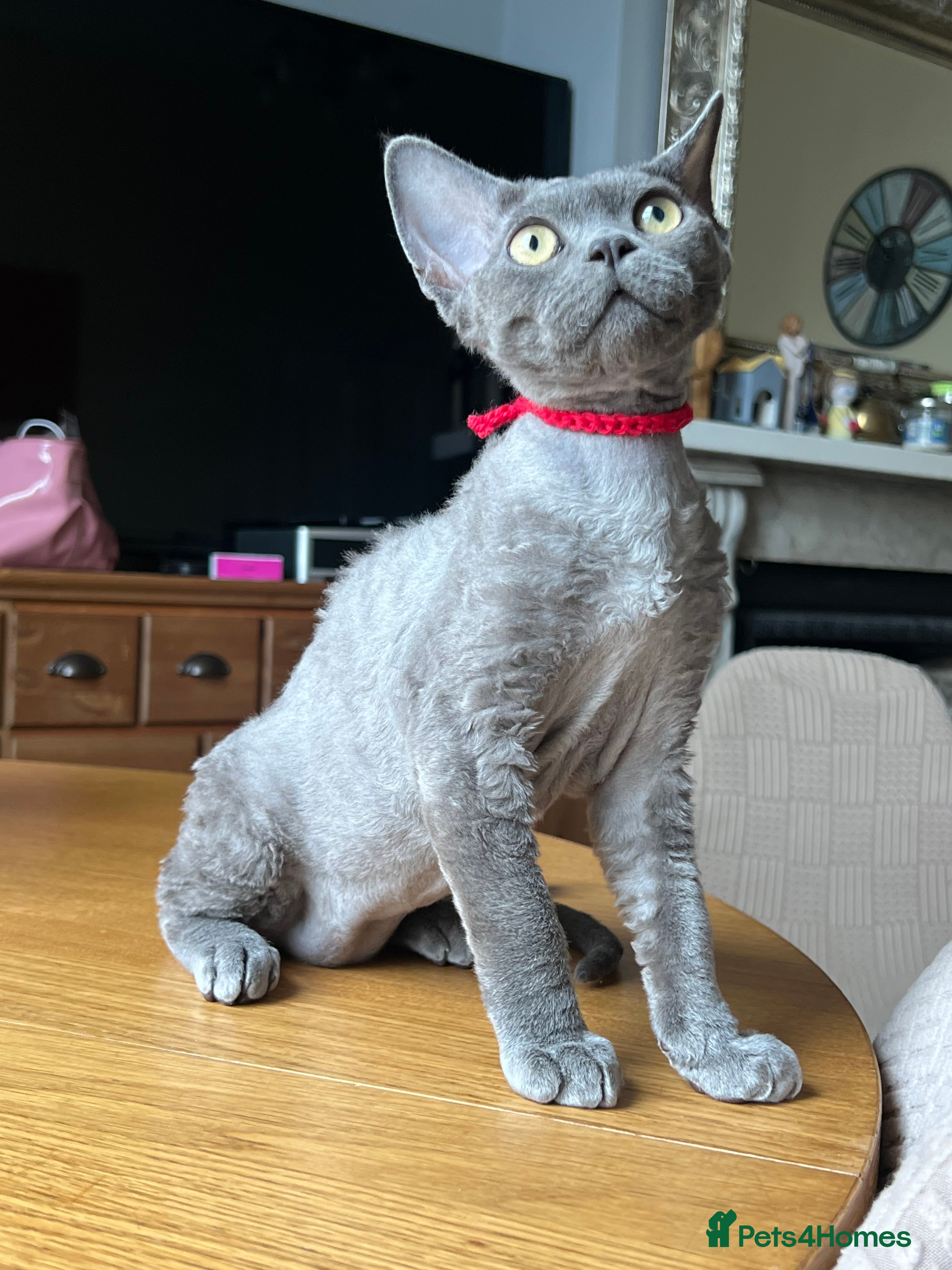 Devon Rex cats Ready now - Advert 11