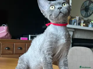 Devon Rex cats Ready now - Advert 11