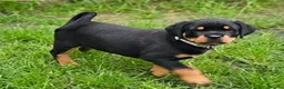 Rottweiler dogs for sale: Champion Bloodline German Rottweiler Puppies - Advert 6