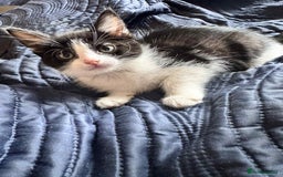 Mixed Breed cats for sale: Mixed breed kittens for sale  - Image 5