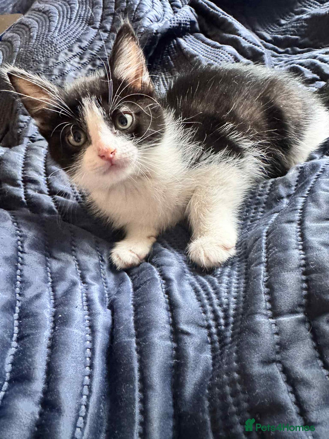 Mixed Breed cats for sale: Mixed breed kittens for sale  - Image 5