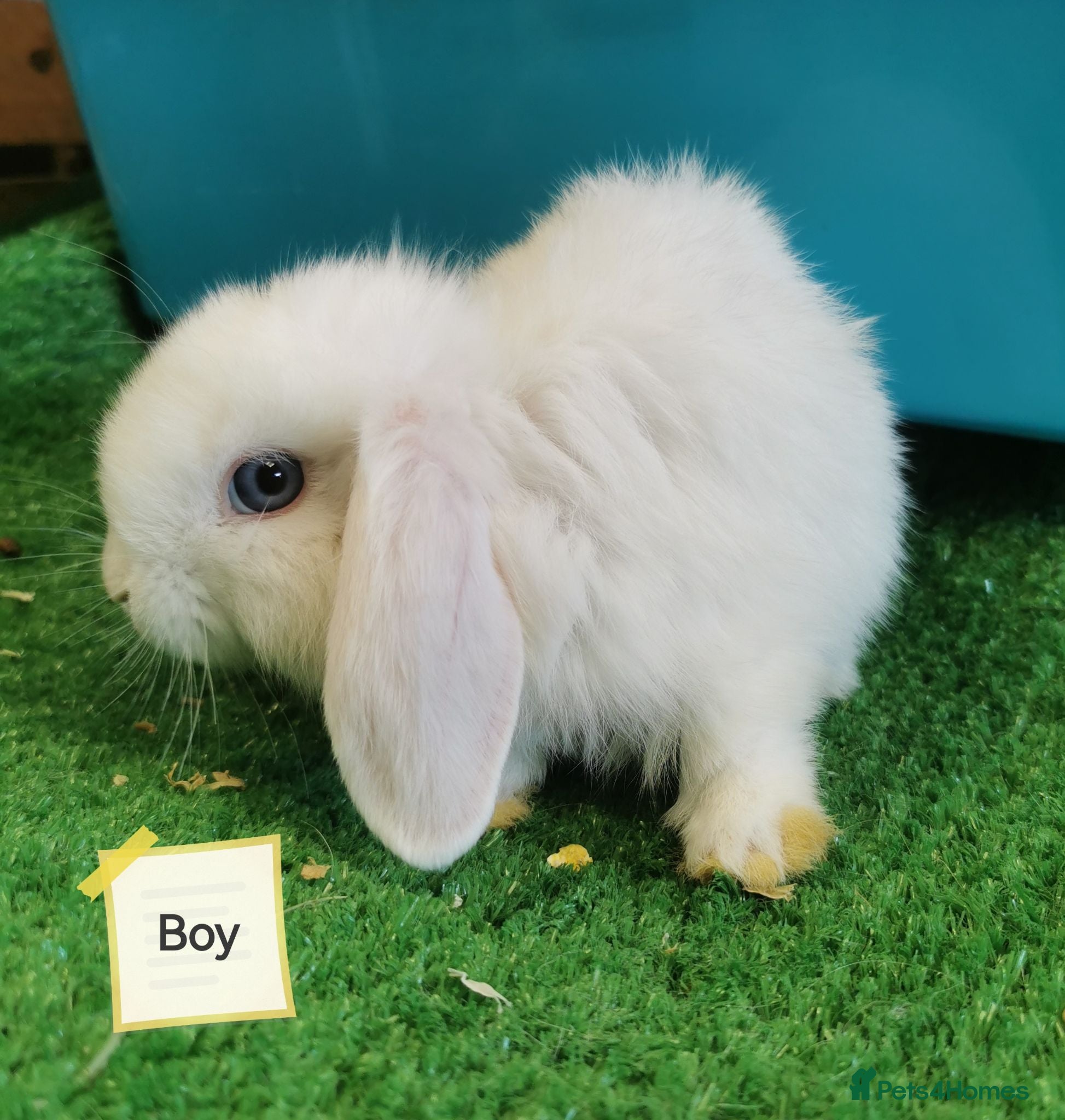 Mini Lop rabbits Blue eyed white Mini Lop babies  - Advert 3
