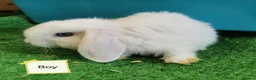 Mini Lop rabbits for sale: Blue eyed white Mini Lop babies  - Advert 1