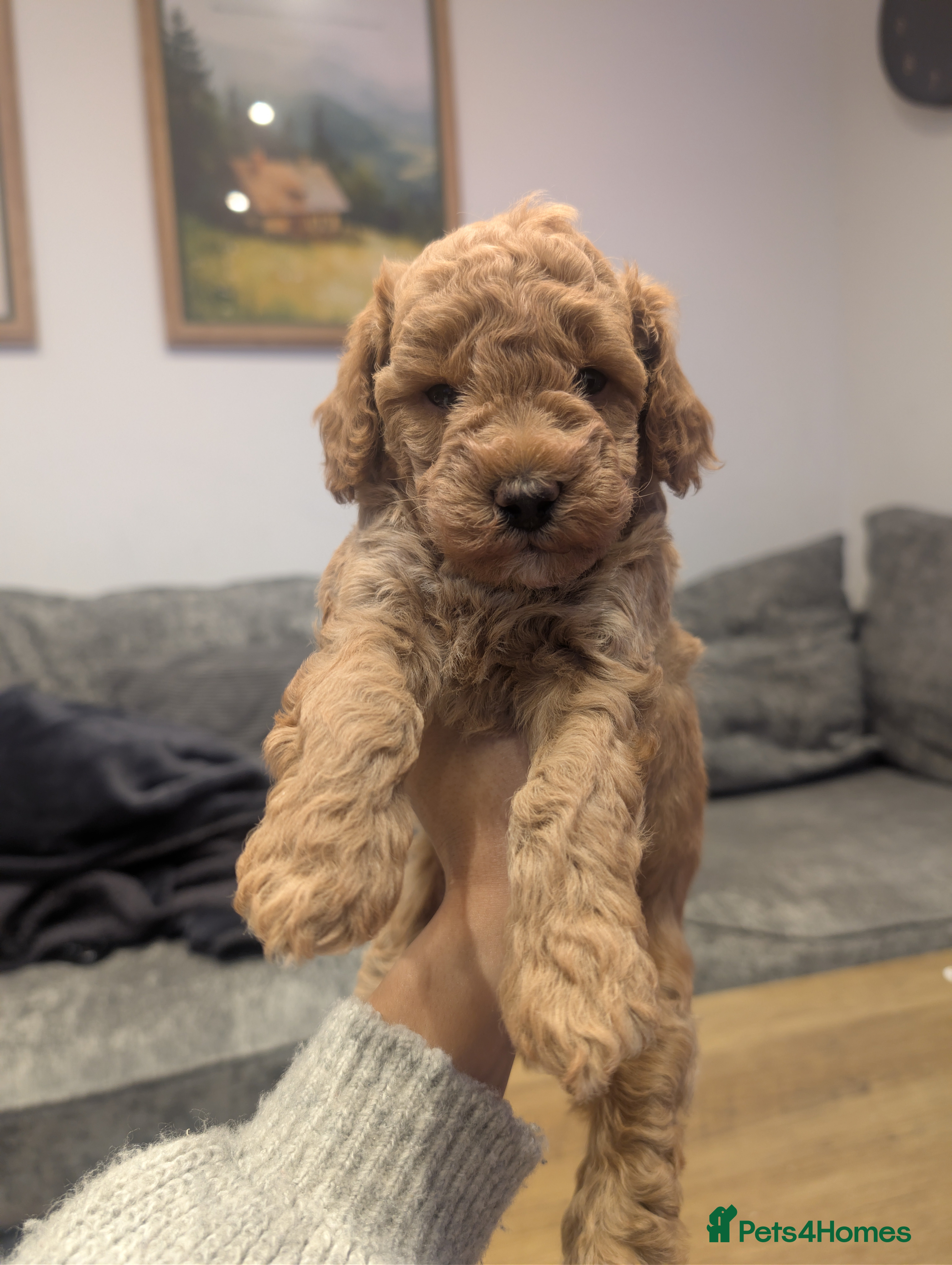 Cockapoo dogs Miniature Cockapoo Puppies - 1 Boy Left! - Advert 8