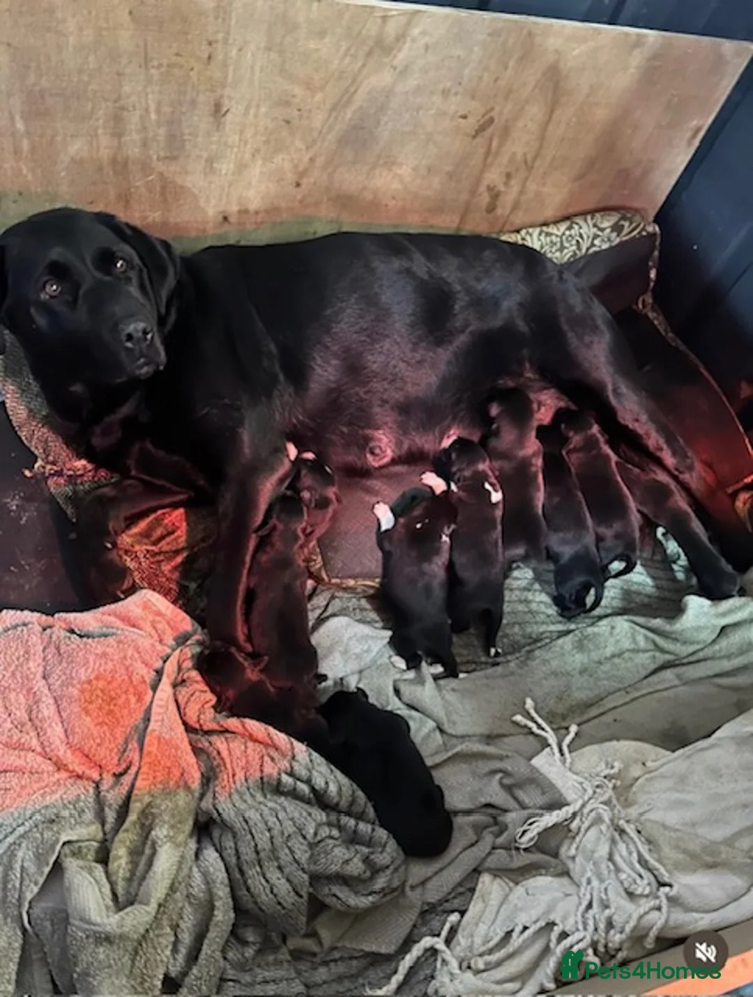 Borador dogs for sale: Lovely Borador Puppies Ready Now - Advert 2