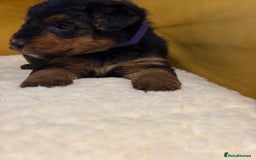 Welsh Terrier dogs for sale: Top quality litter  - Image 6