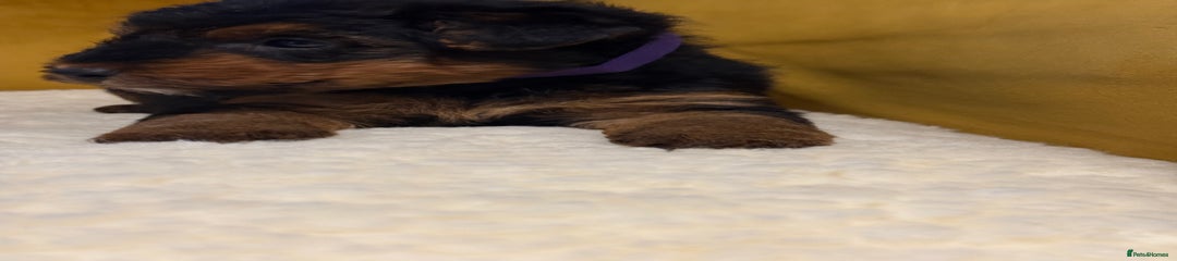 Welsh Terrier Puppy 3