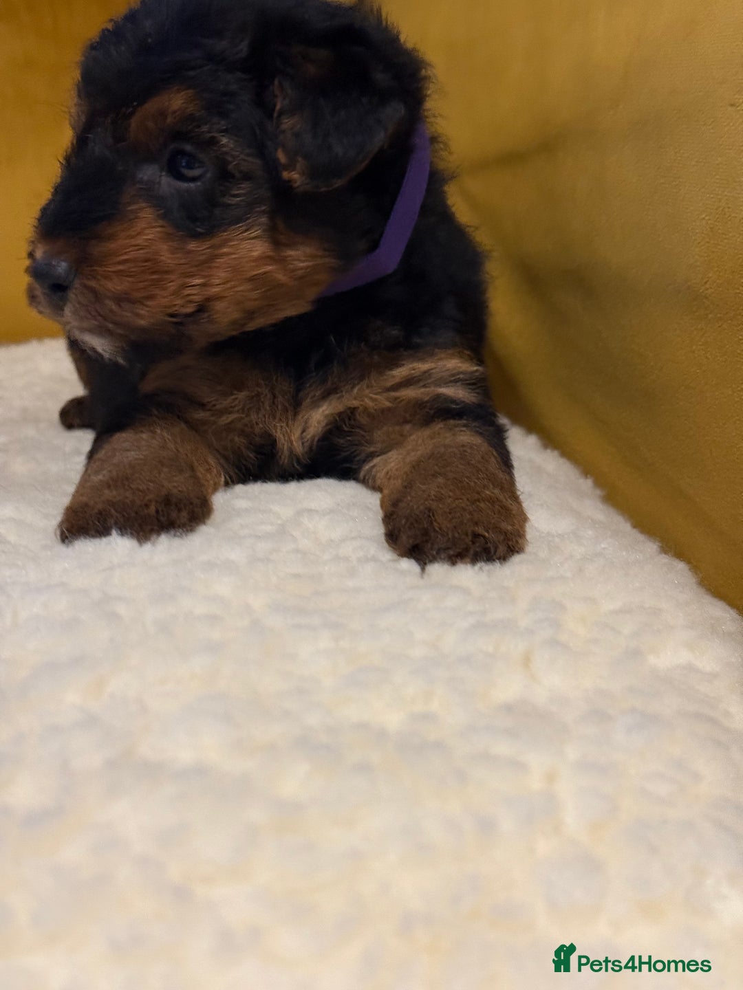 Welsh Terrier dogs for sale: Top quality litter  - Image 6