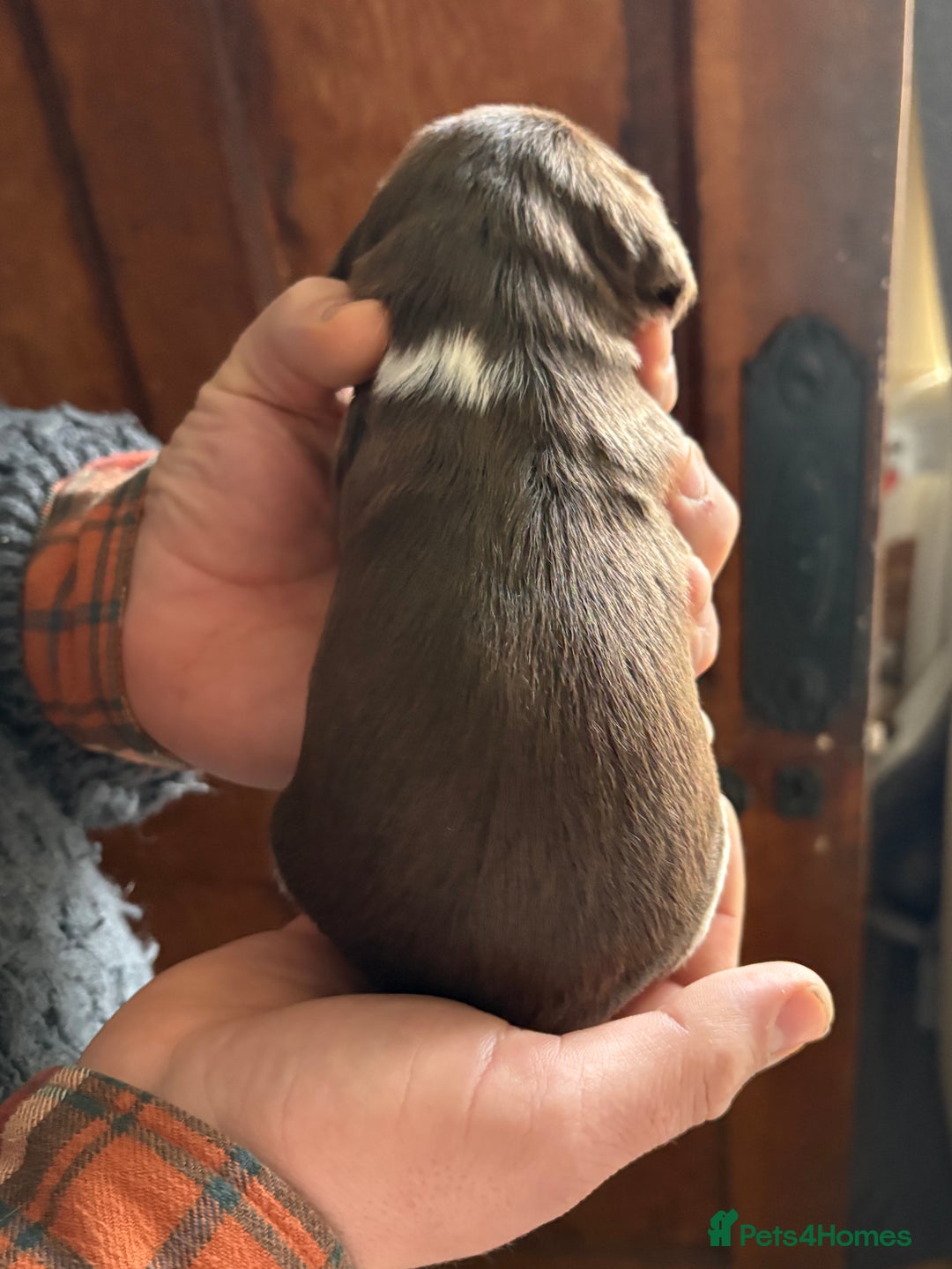 English Springer Spaniel dogs for sale: Beautiful litter of KC REG Puppies - Advert 20