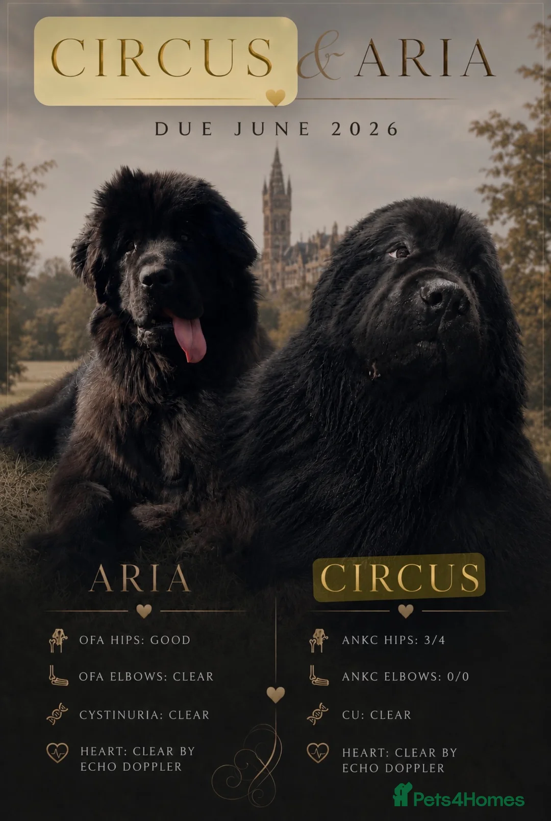 Newfoundland dogs for sale: Fully heath tested Newfoundland puppies  - Advert 2