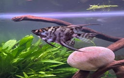 Angelfish fish for sale: 5 angelfish - Image 5