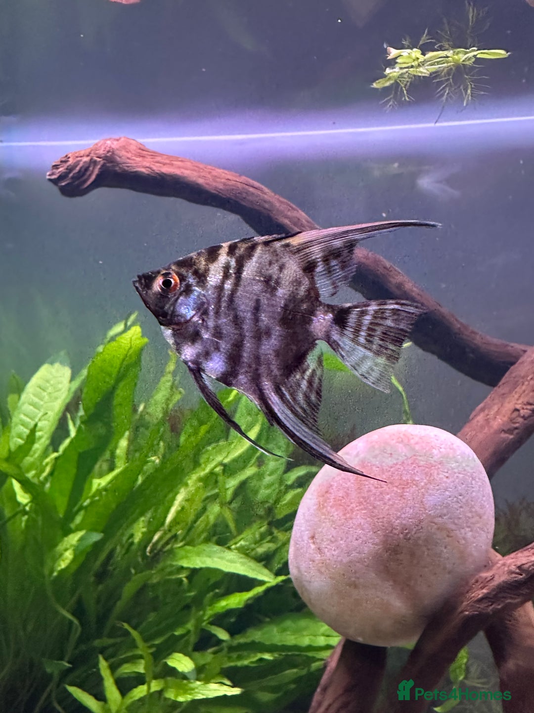Angelfish fish for sale: 5 angelfish - Image 5