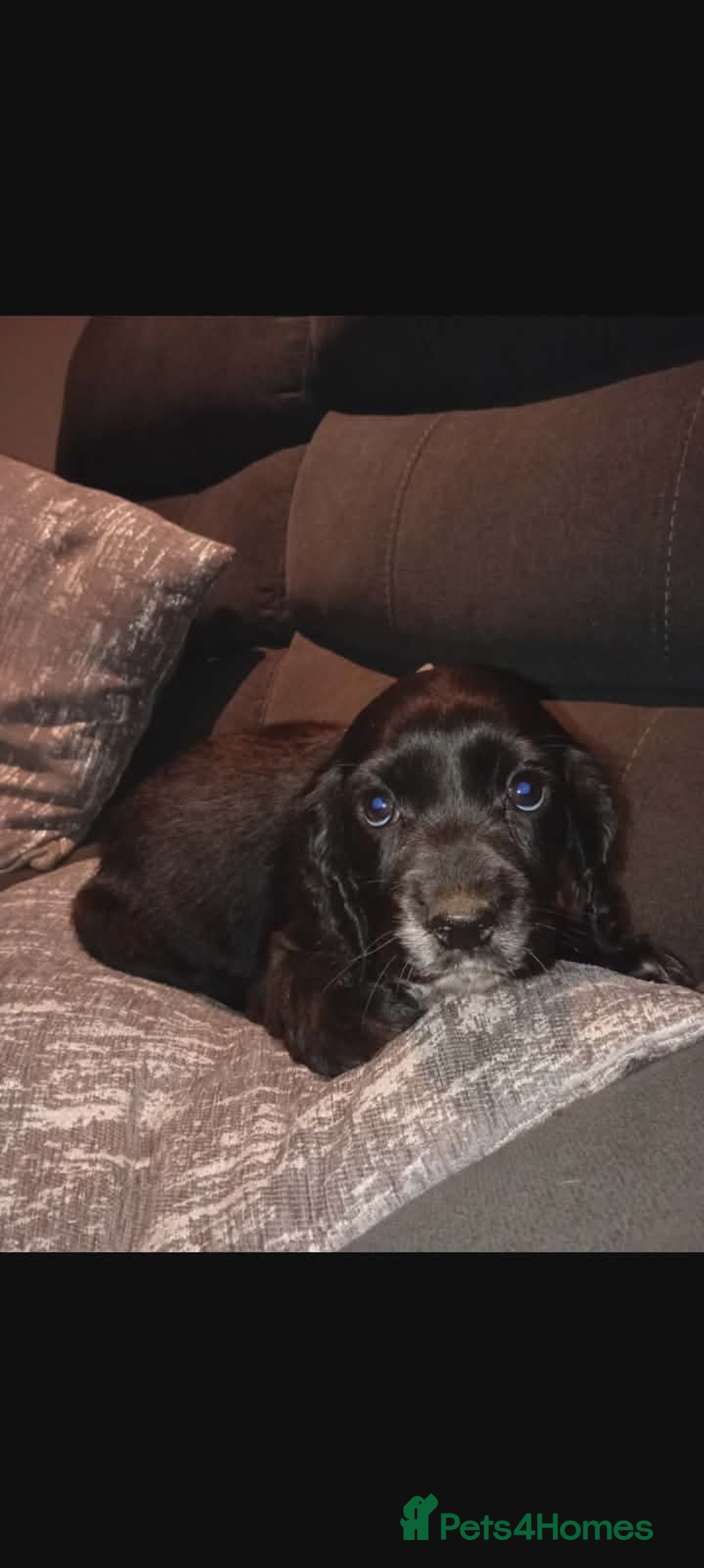 Cocker Spaniel dogs for sale: Working cocker spaniel pups  - Advert 4